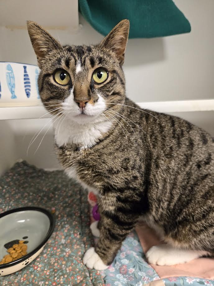 Enlarge Masha, a ADOPTABLE mixed breed in Bellingham, WA image 1/3