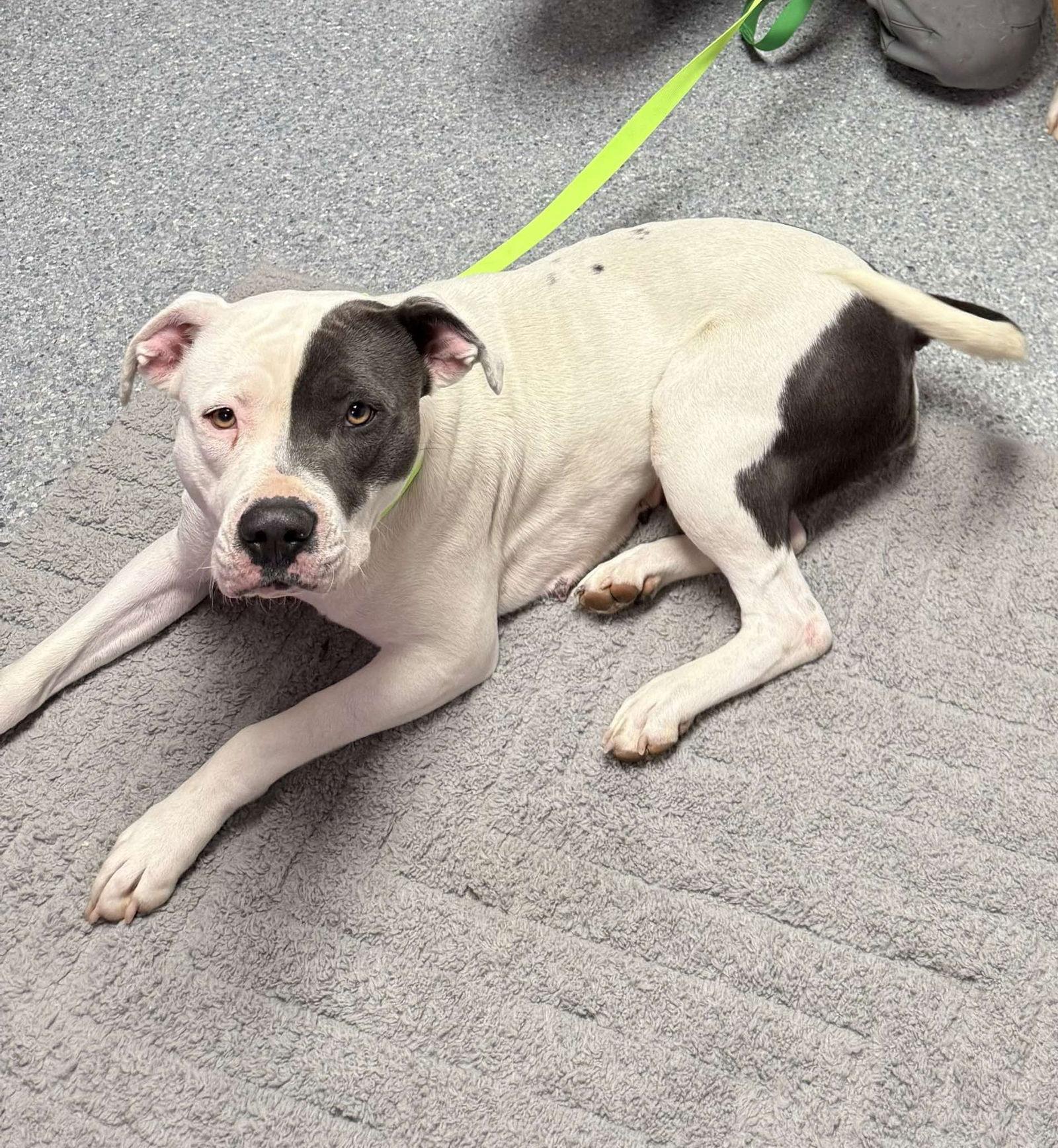 Enlarge Bella, a Adopted Pit Bull Terrier in hinckley, IL image 1/3