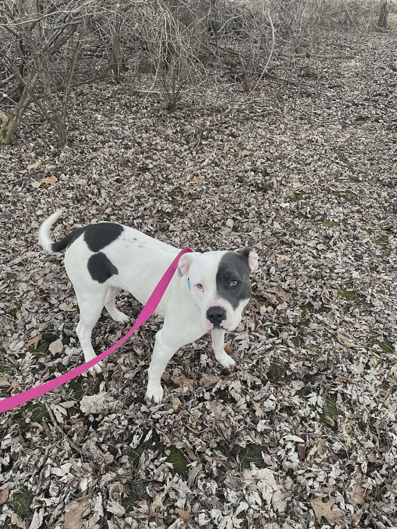 Enlarge Bella, a Adopted Pit Bull Terrier in hinckley, IL image 2/3