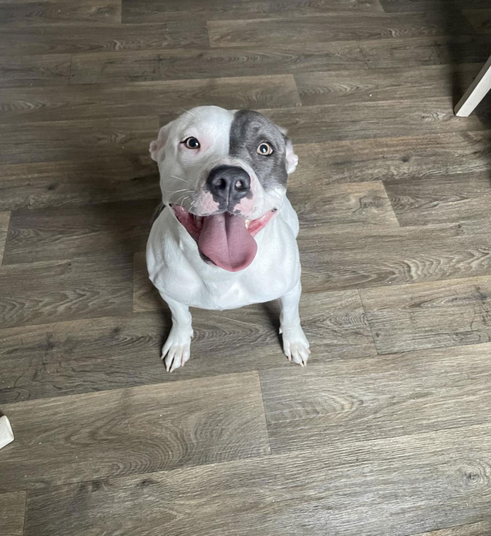 Enlarge Bella, a Adopted Pit Bull Terrier in hinckley, IL image 3/3