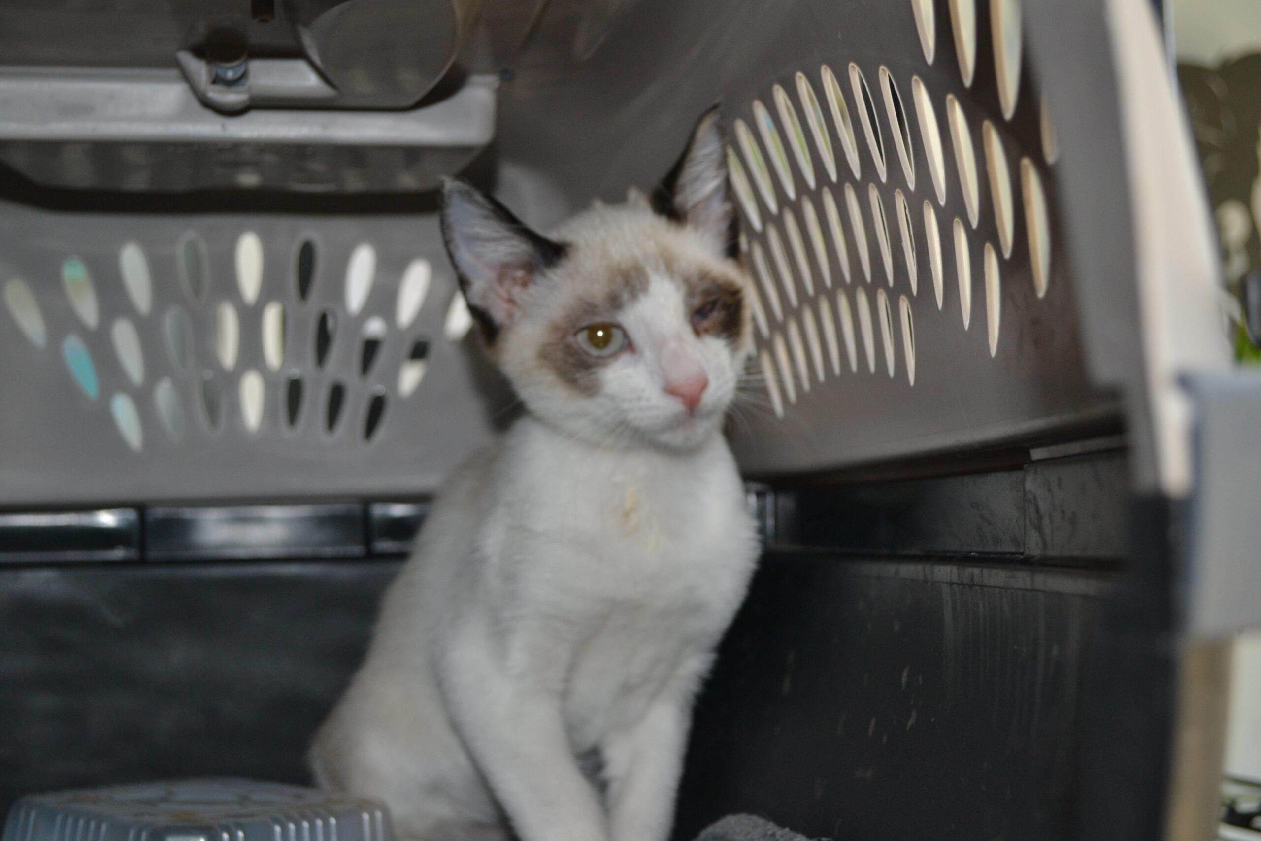 Luca, Adoptable, Kitten Male Siamese.