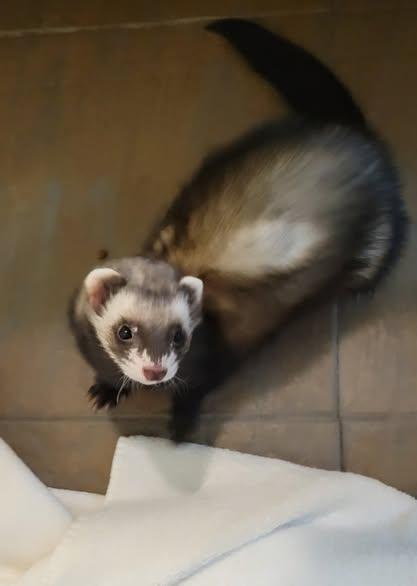 Enlarge Bo- Katatn, a Adoptable Ferret in Acworth, GA image 1/1