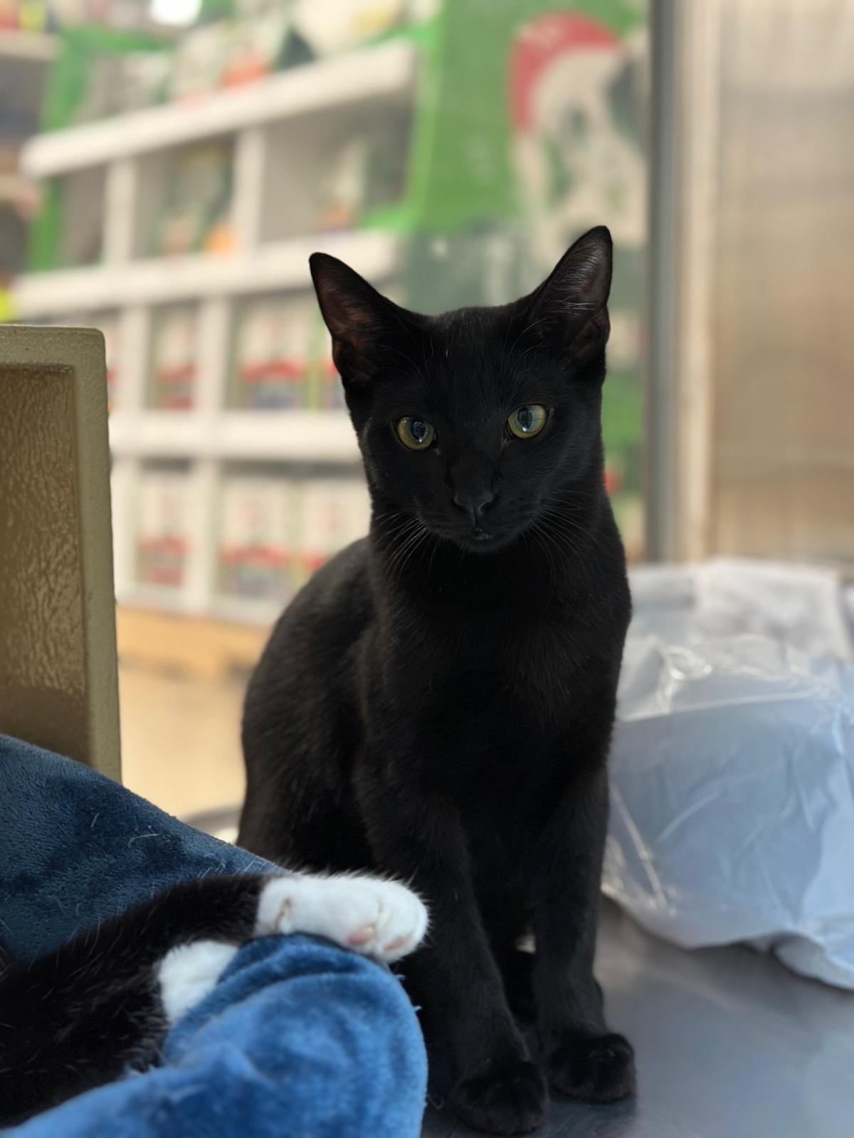 Flash, a Adoptable American Shorthair in Miami, FL image 1/3