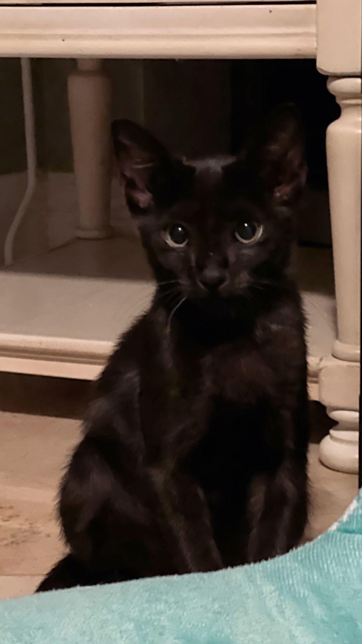 Flash, Adoptable, Kitten Male American Shorthair.