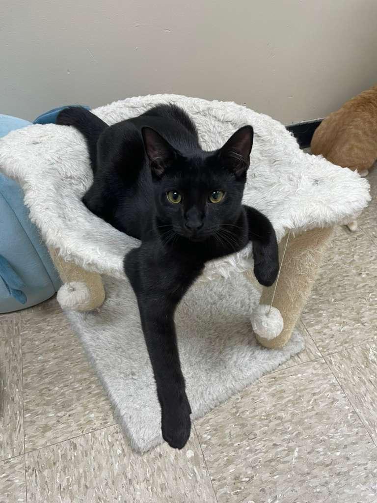Flash, a Adoptable American Shorthair in Miami, FL image 2/3