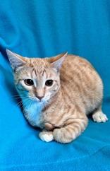 Enlarge Sam, a ADOPTABLE mixed breed in Englewood, FL image 1/1