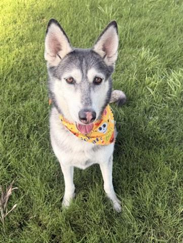 Enlarge ZOEY, a Adoptable Siberian Husky in San Martin, CA image 1/1
