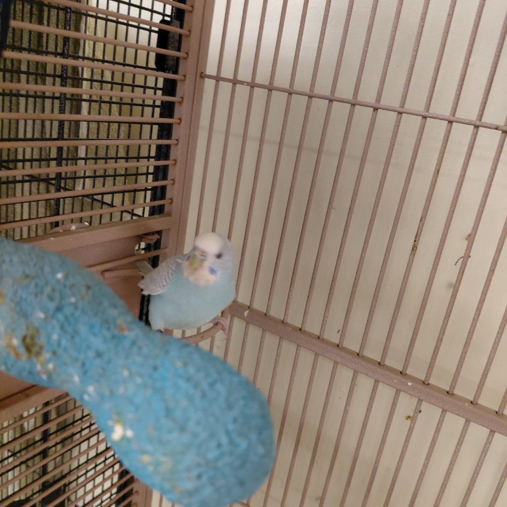14, Adoptable, Young Male Parakeet (Other).
