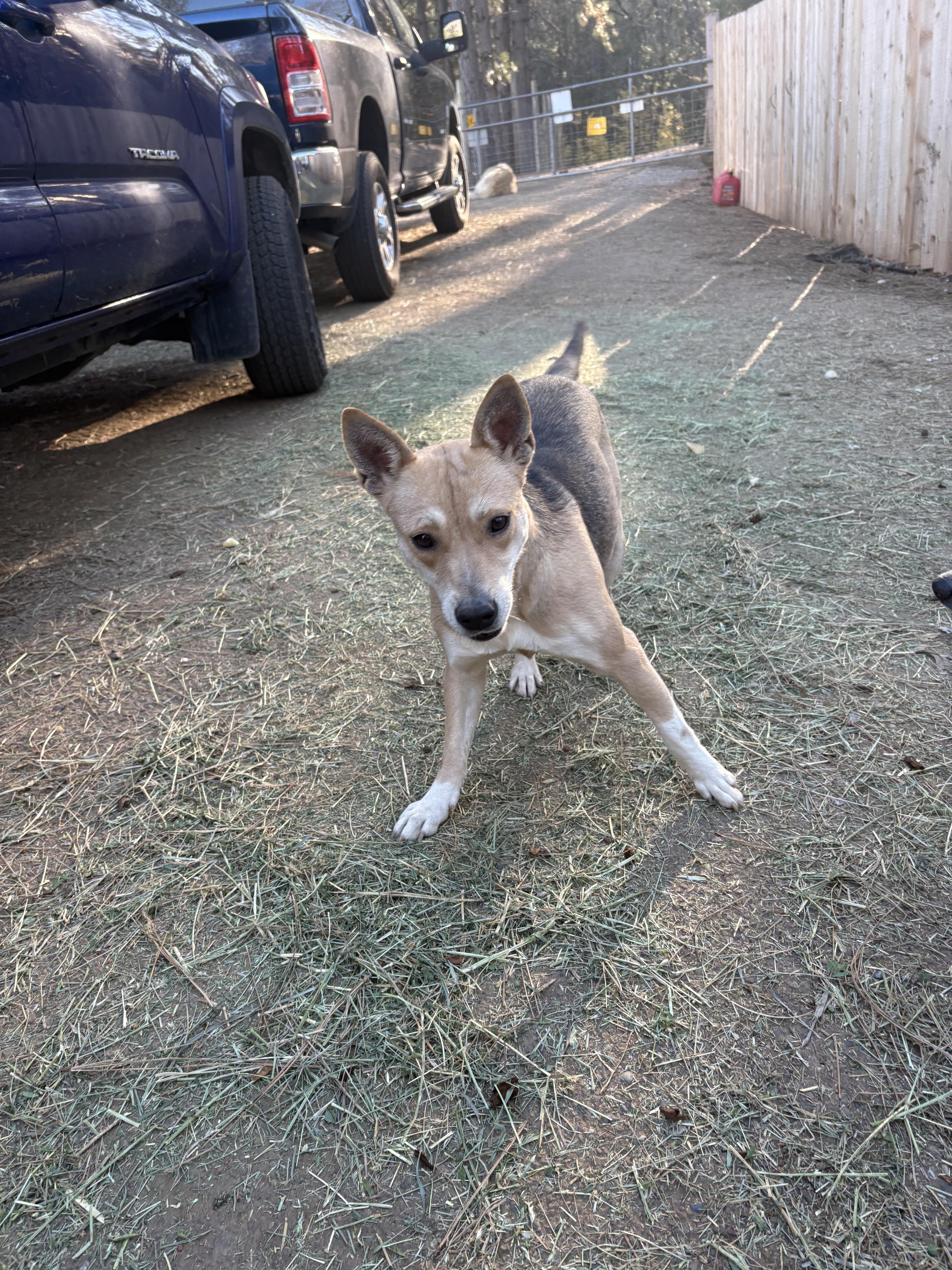 Enlarge Princess, a Adoptable mixed breed in Oakland, CA image 1/6