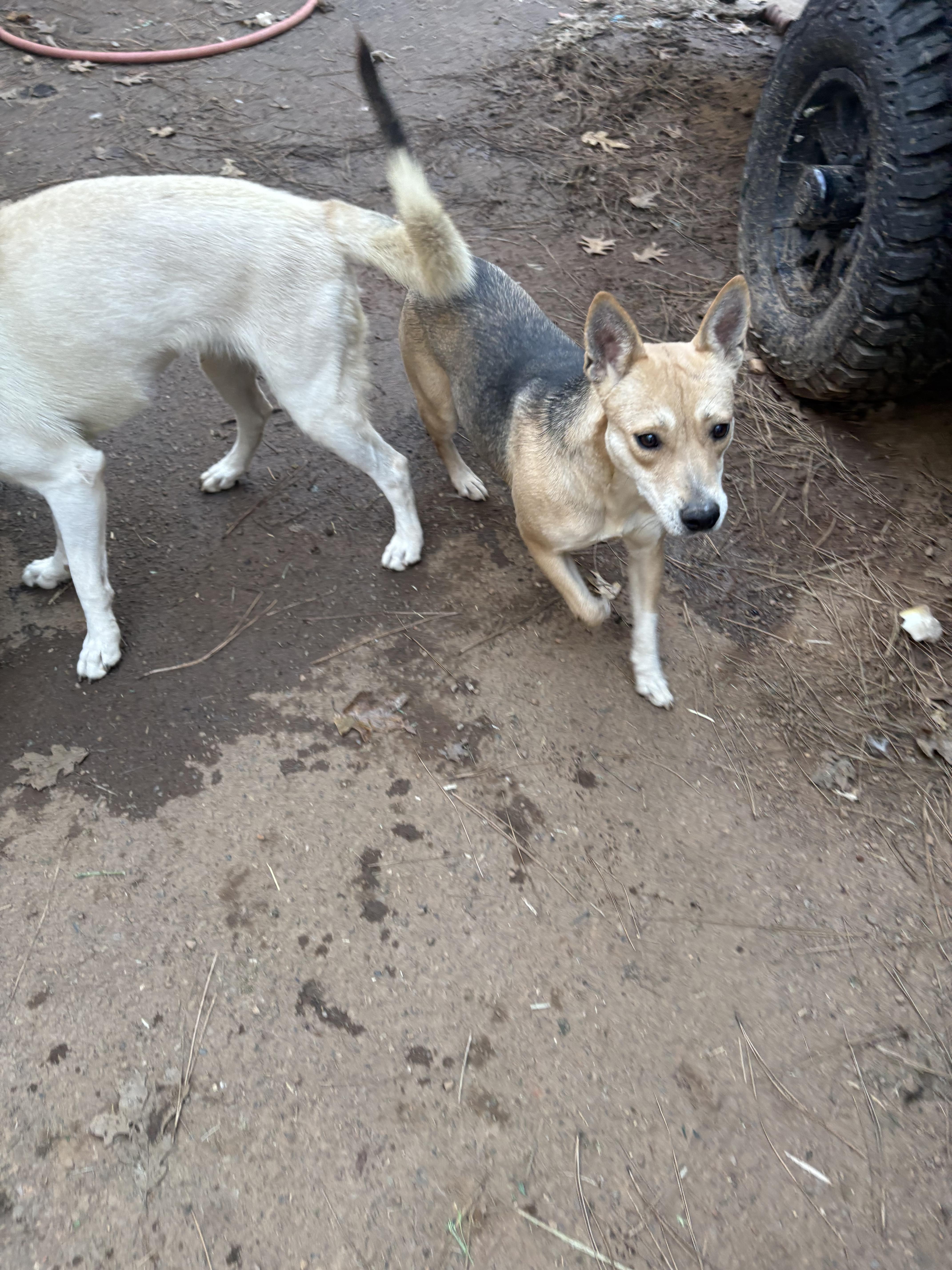 Enlarge Princess, a Adoptable mixed breed in Oakland, CA image 2/6