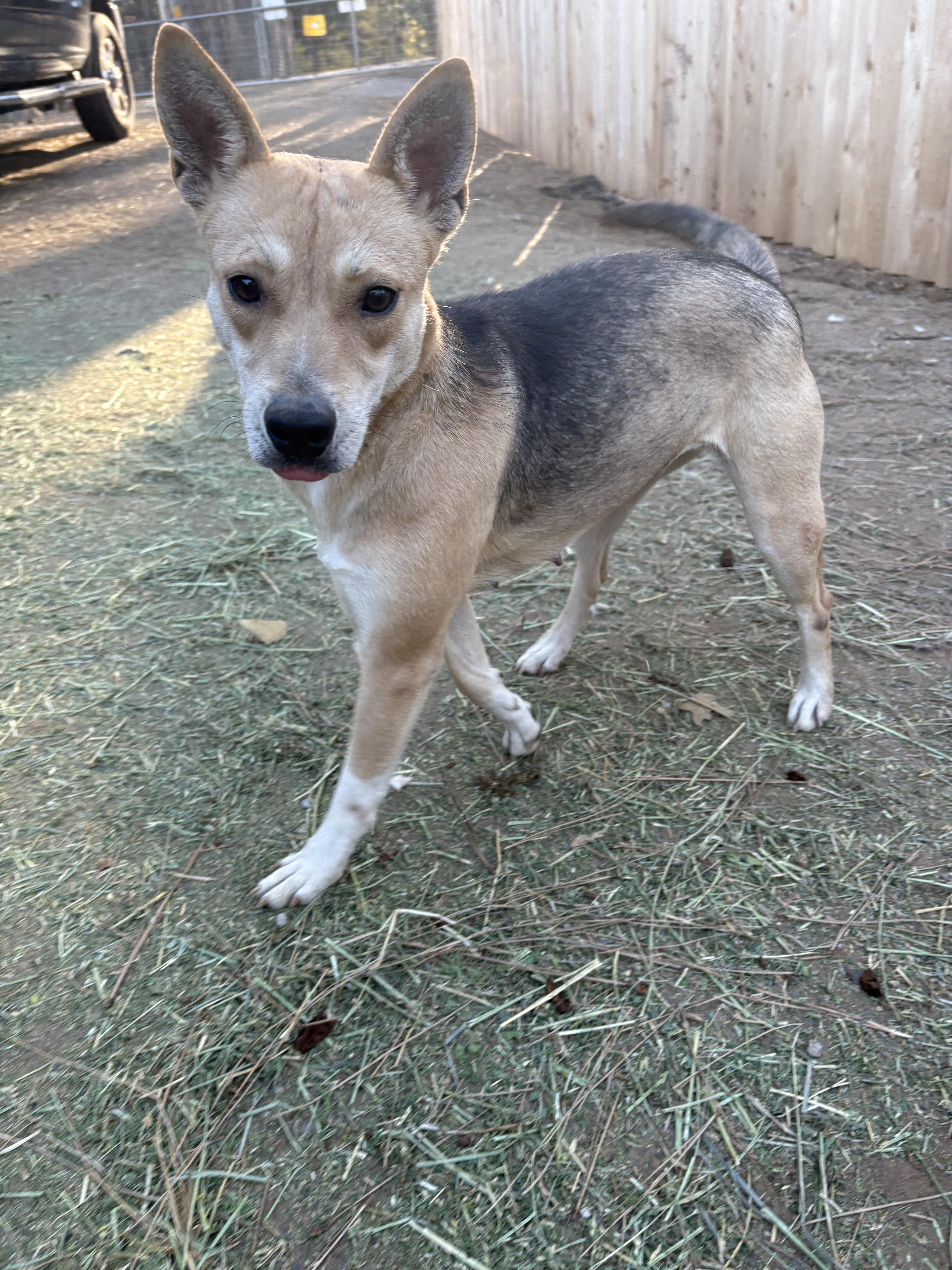 Enlarge Princess, a Adoptable mixed breed in Oakland, CA image 3/6