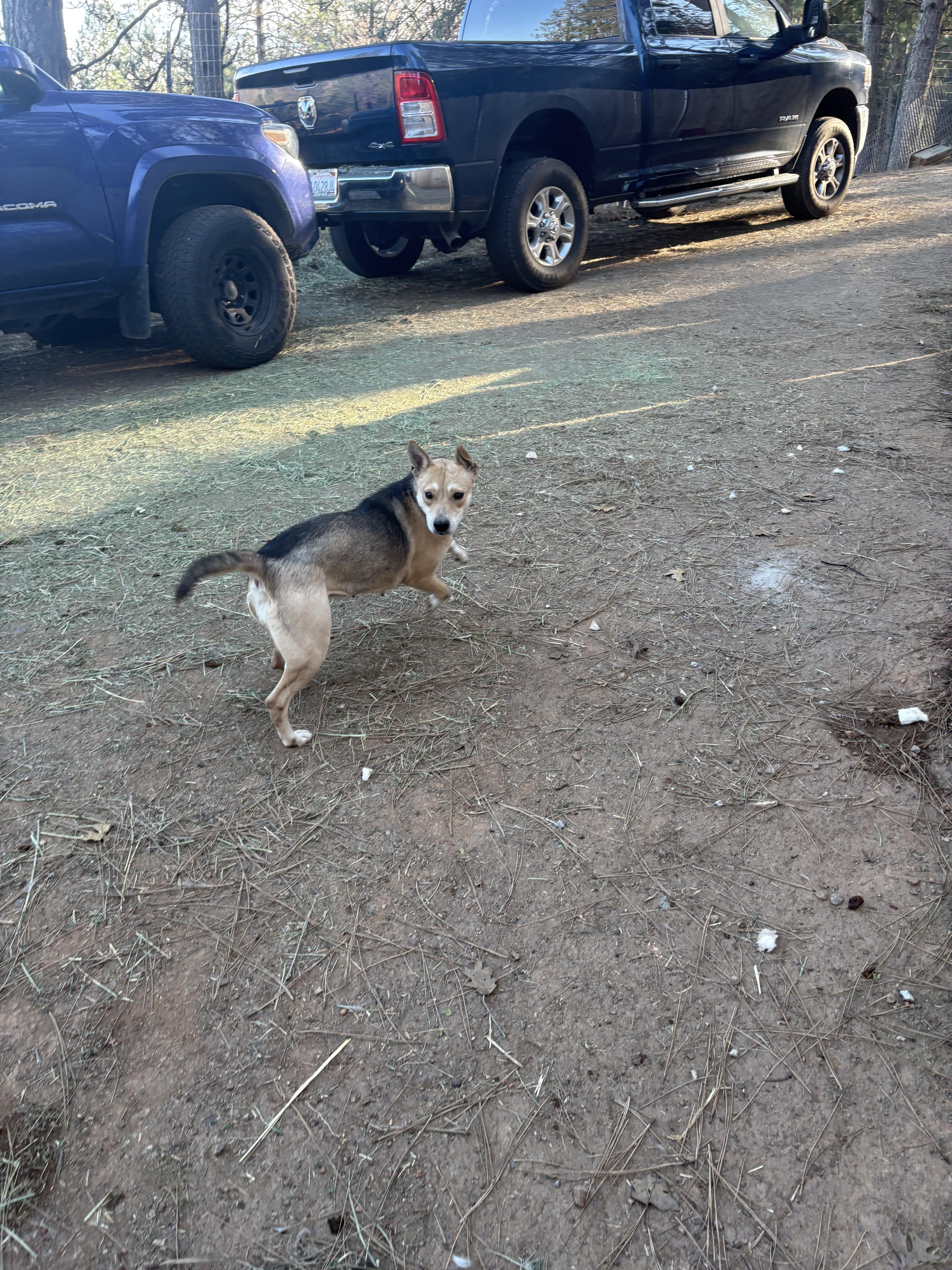 Enlarge Princess, a Adoptable mixed breed in Oakland, CA image 4/6