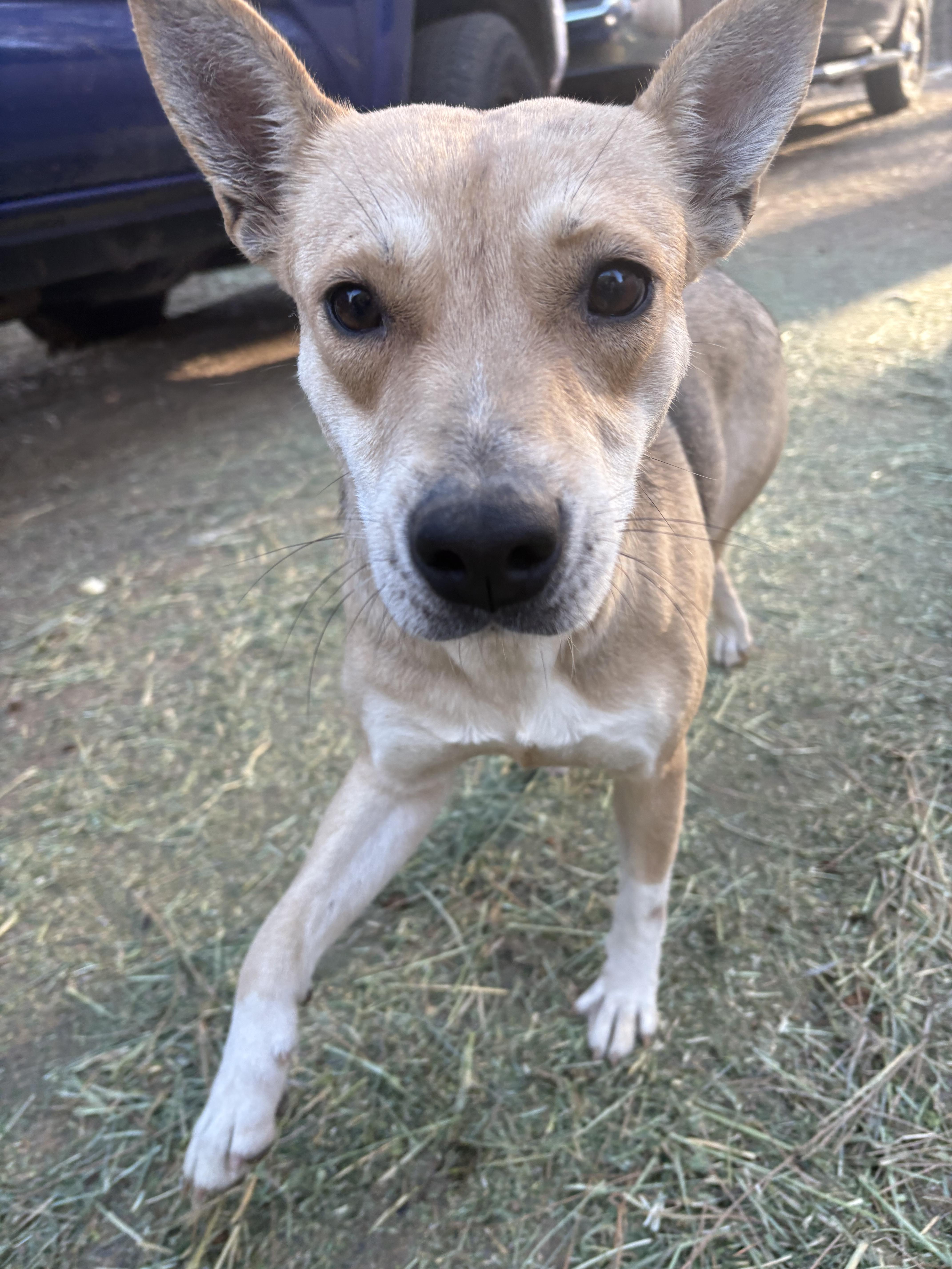 Enlarge Princess, a Adoptable mixed breed in Oakland, CA image 5/6