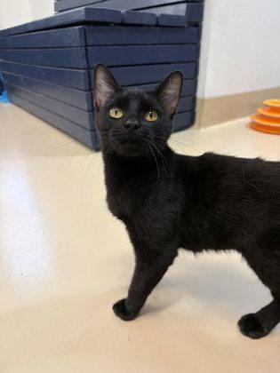 Black Trumpet, Adoptable, Young Female Domestic Short Hair & Domestic Short Hair.