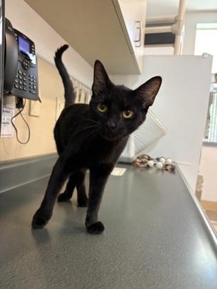 Enlarge Black Trumpet, a Adoptable mixed breed in Pleasanton, CA image 2/3