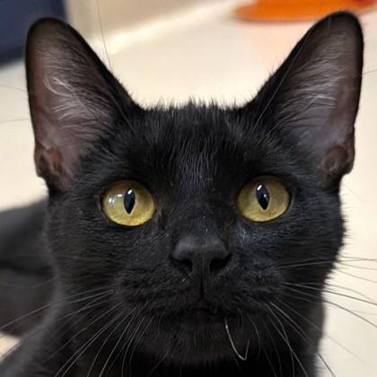 Enlarge Black Trumpet, a Adoptable mixed breed in Pleasanton, CA image 3/3
