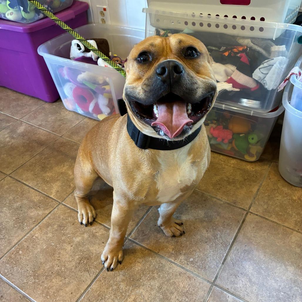 Enlarge Jon Bon Chonky, a Adoptable Pit Bull Terrier in Danville, KY image 1/2