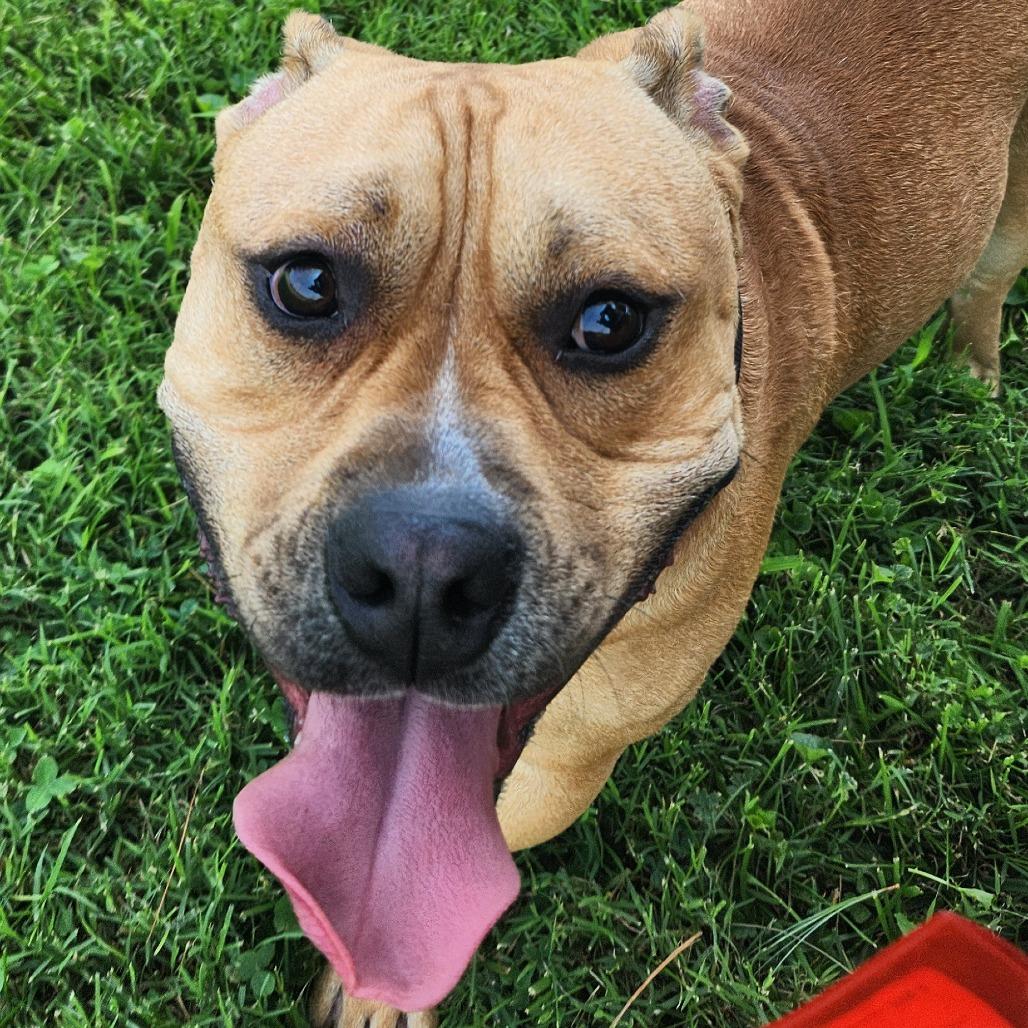 Enlarge Jon Bon Chonky, a Adoptable Pit Bull Terrier in Danville, KY image 2/2