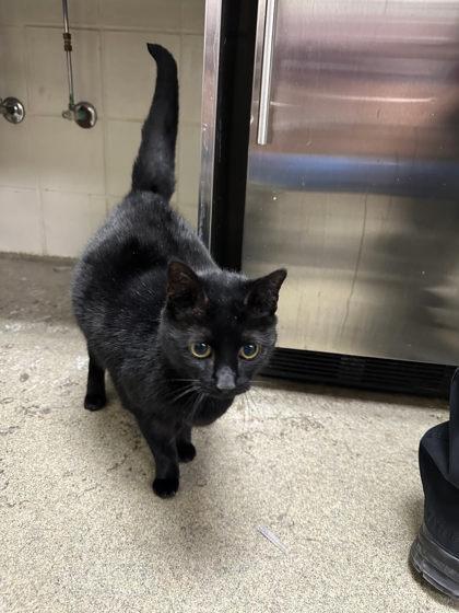 Enlarge Cinder, a Adoptable mixed breed in Chesapeake, VA image 1/3