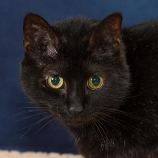 Enlarge Cinder, a Adoptable mixed breed in Chesapeake, VA image 2/3