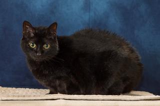 Enlarge Cinder, a Adoptable mixed breed in Chesapeake, VA image 3/3