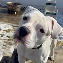 Enlarge Sammy, a ADOPTABLE mixed breed in Westland, MI image 6/6