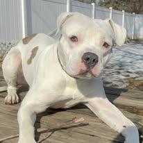 Enlarge Sammy, a ADOPTABLE mixed breed in Westland, MI image 4/6