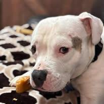 Enlarge Sammy, a ADOPTABLE mixed breed in Westland, MI image 2/6