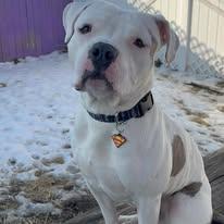 Enlarge Sammy, a ADOPTABLE mixed breed in Westland, MI image 3/6