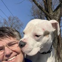 Enlarge Sammy, a ADOPTABLE mixed breed in Westland, MI image 5/6