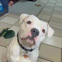 Sammy, ADOPTABLE, Young Male Pit Bull Terrier & American Bulldog.
