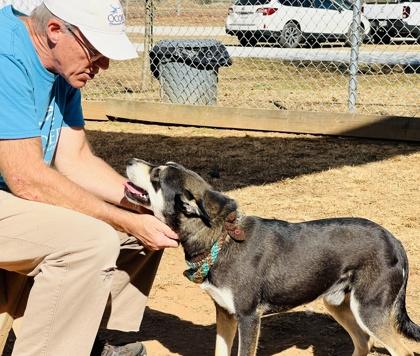 Ridge $85 Fostered, Adoptable, Adult Male Cattle Dog & Mixed Breed.