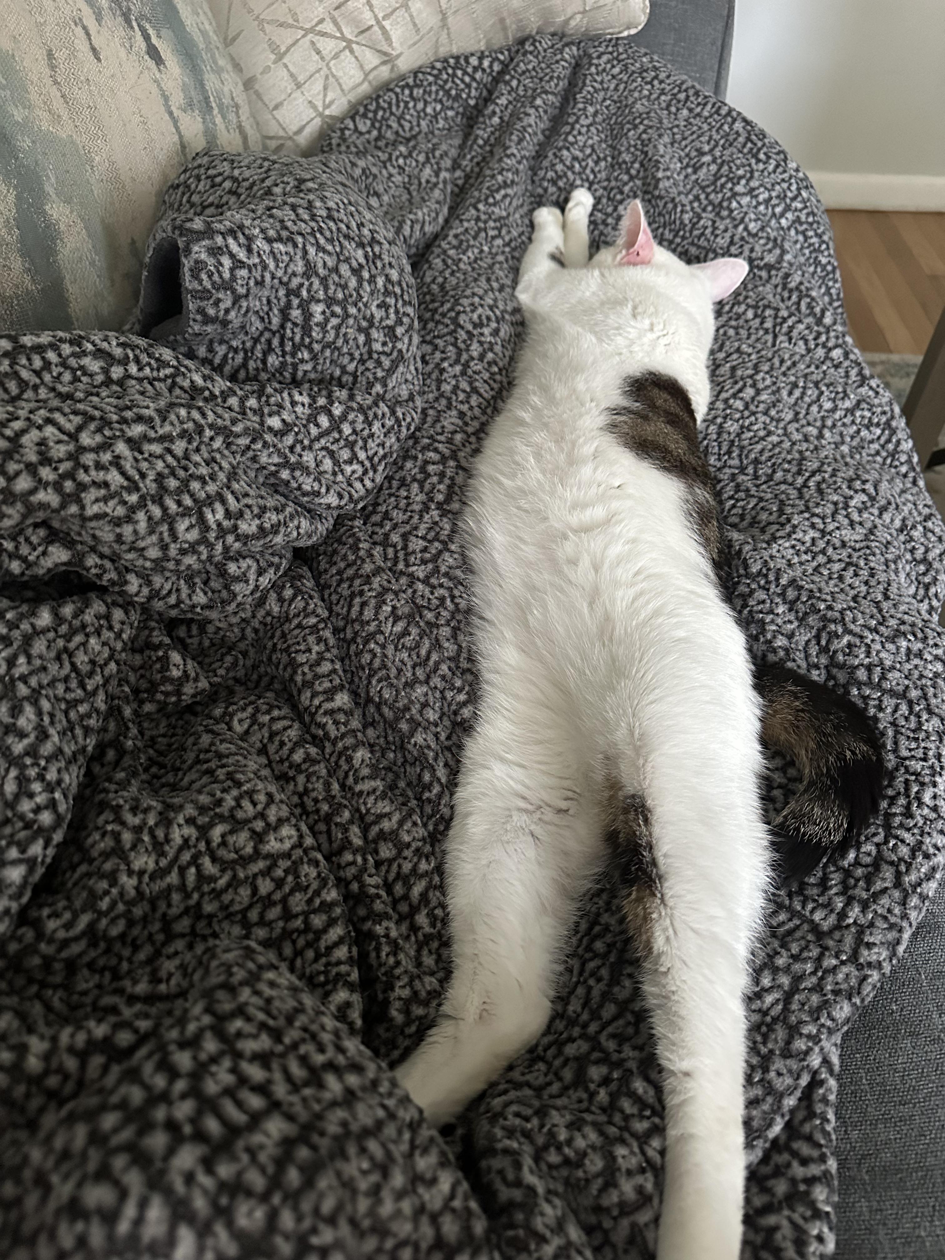 Kyle, a Adoptable Domestic Short Hair in Galloway, NJ image 2/3