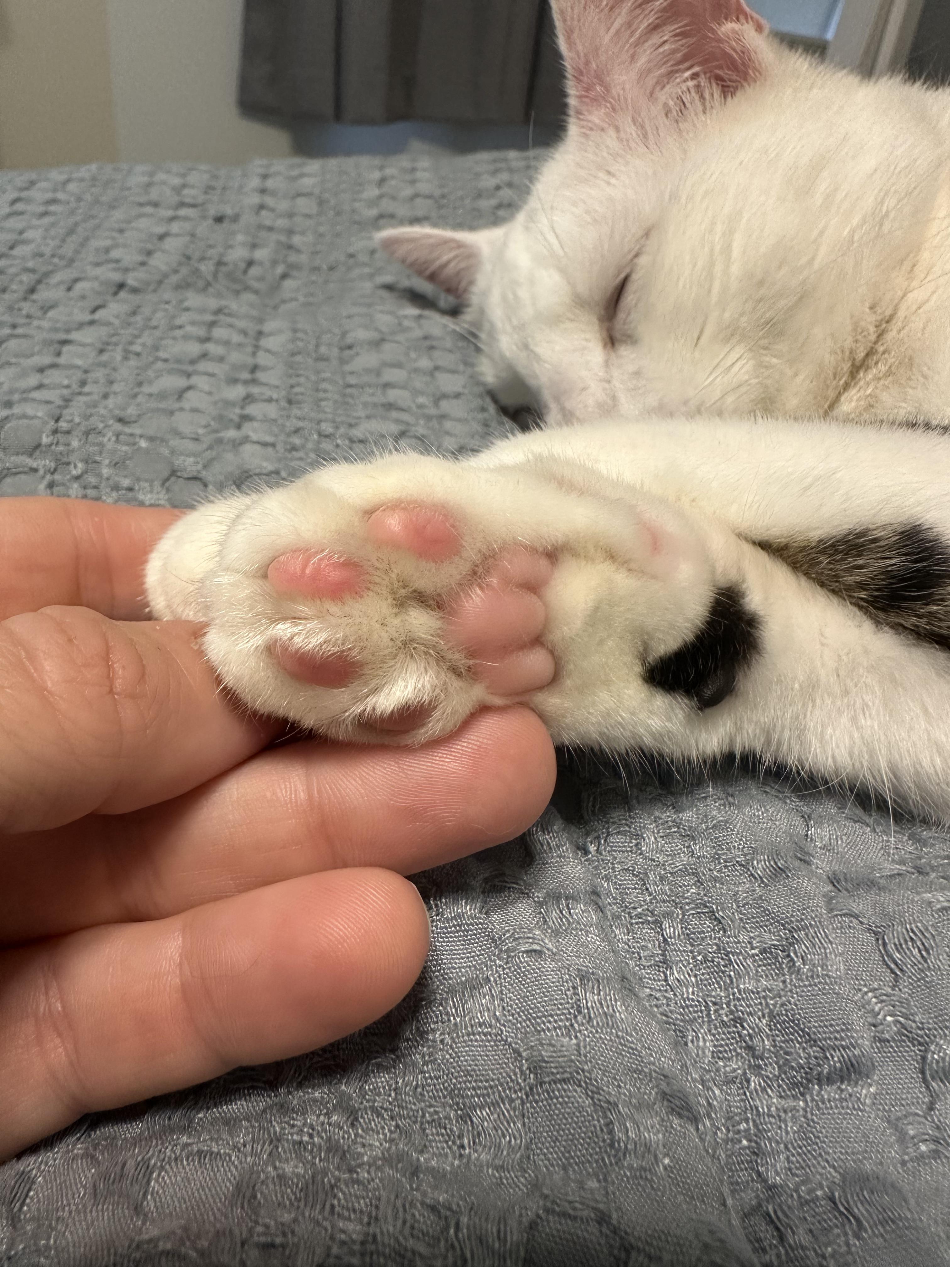 Kyle, a Adoptable Domestic Short Hair in Galloway, NJ image 3/3