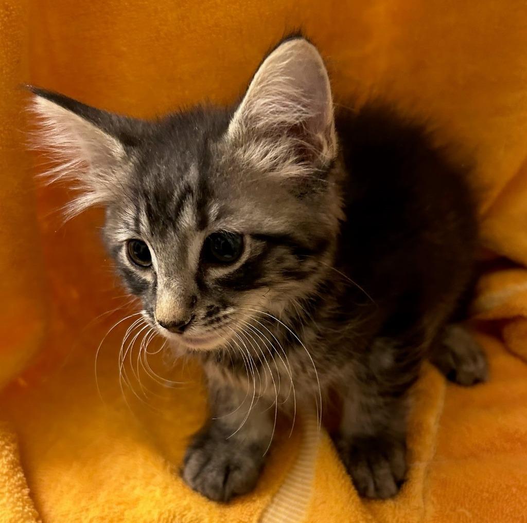 Enlarge Nugget, a Adopted Maine Coon in Phoenix, AZ image 1/1