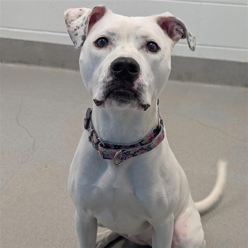 Eden, a ADOPTABLE mixed breed in Hilliard, OH image 1/3