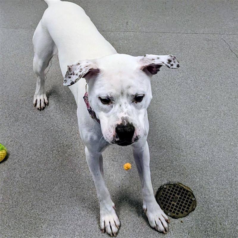 Eden, a ADOPTABLE mixed breed in Hilliard, OH image 3/3