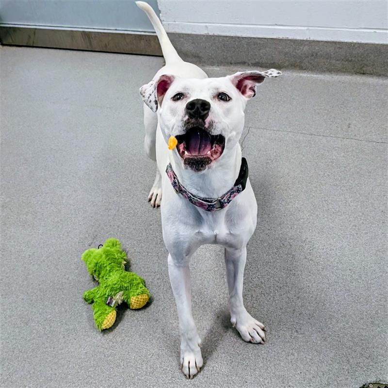 Eden, a ADOPTABLE mixed breed in Hilliard, OH image 2/3