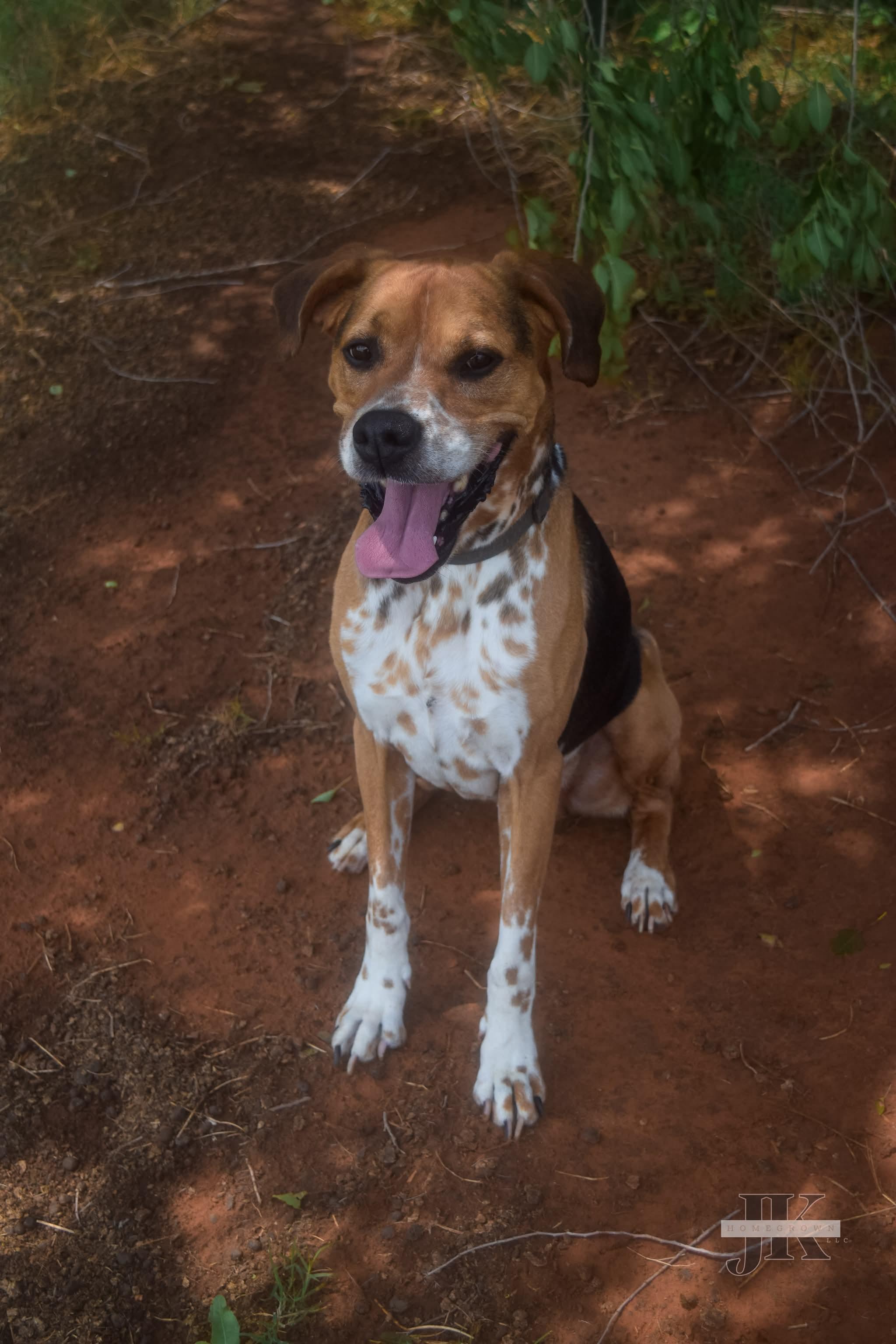 Enlarge Anakin, a Adoptable mixed breed in Blanchard, OK image 1/3