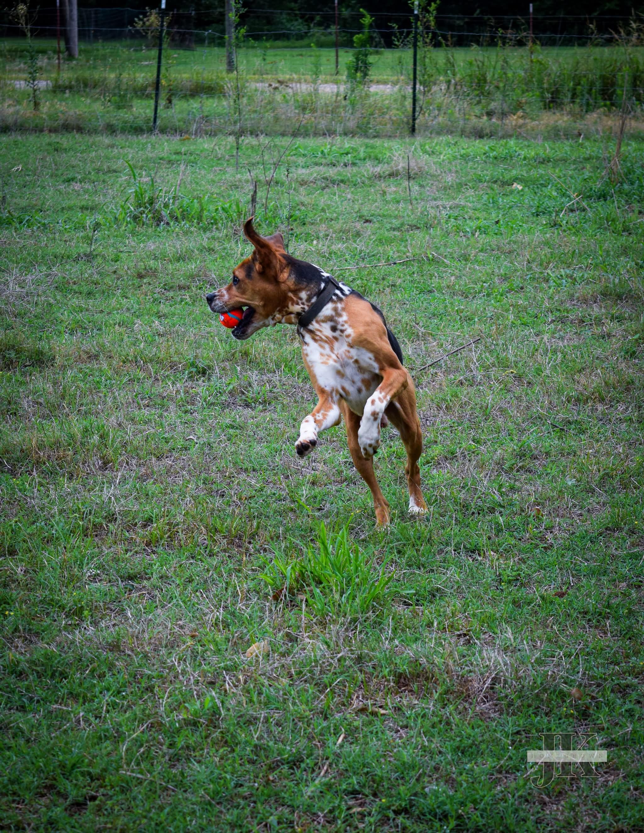 Enlarge Anakin, a Adoptable mixed breed in Blanchard, OK image 3/3