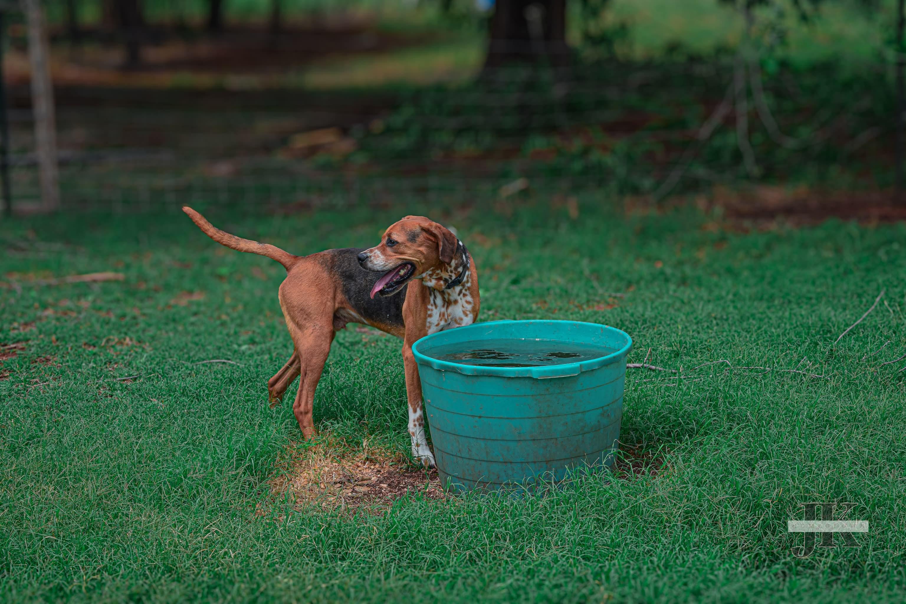 Enlarge Anakin, a Adoptable mixed breed in Blanchard, OK image 2/3