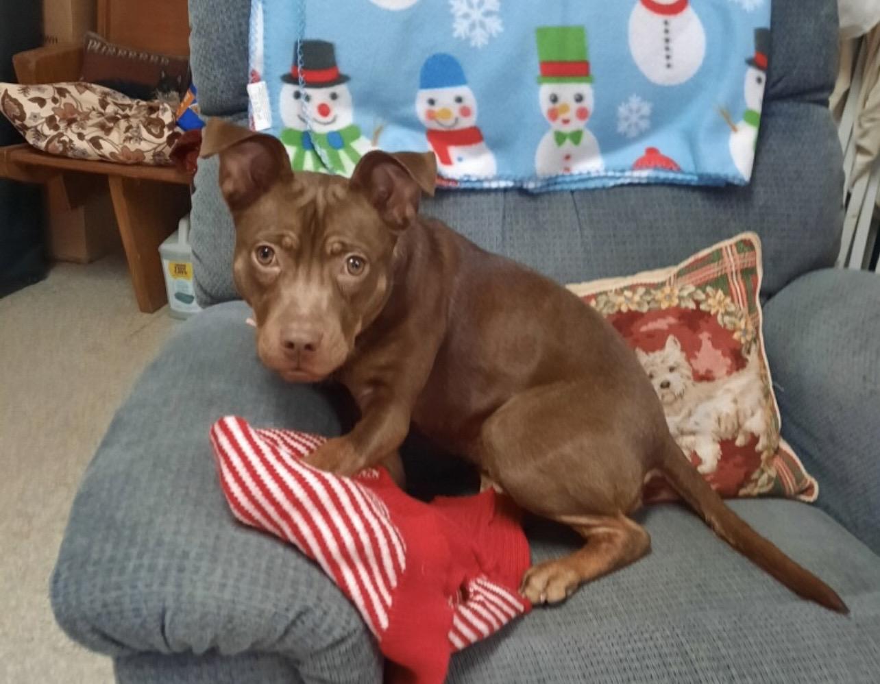 Annie, a ADOPTABLE mixed breed in Independence, MO image 3/5