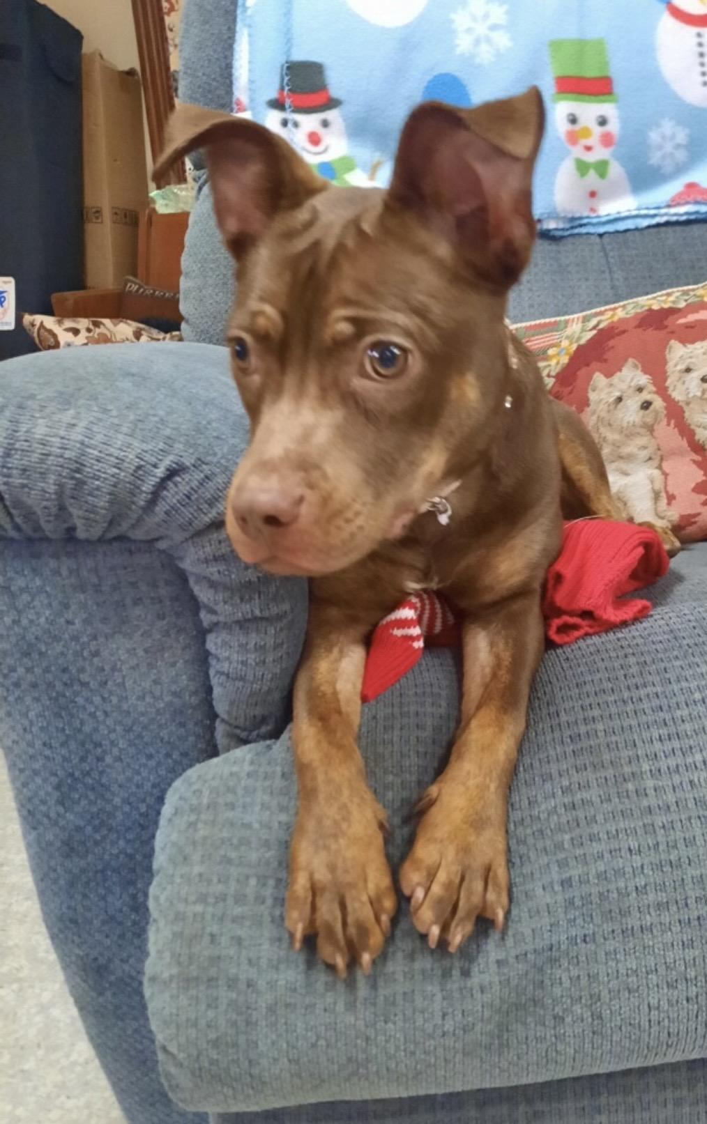 Annie, a ADOPTABLE mixed breed in Independence, MO image 5/5