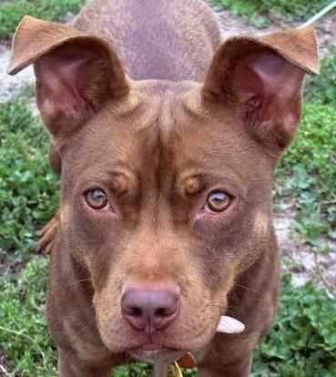 Enlarge Annie, a ADOPTABLE mixed breed in Independence, MO image 1/5