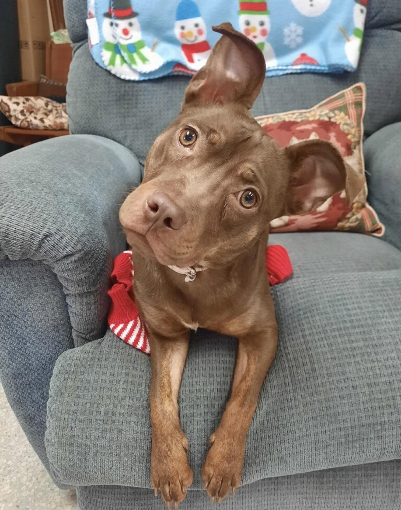 Annie, ADOPTABLE, Young Female American Staffordshire Terrier.