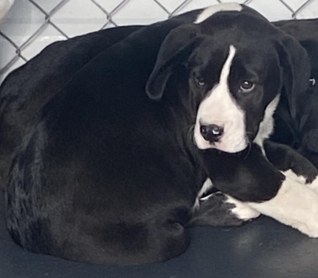 Enlarge Persephone, a Adoptable mixed breed in Swainsboro, GA image 1/1