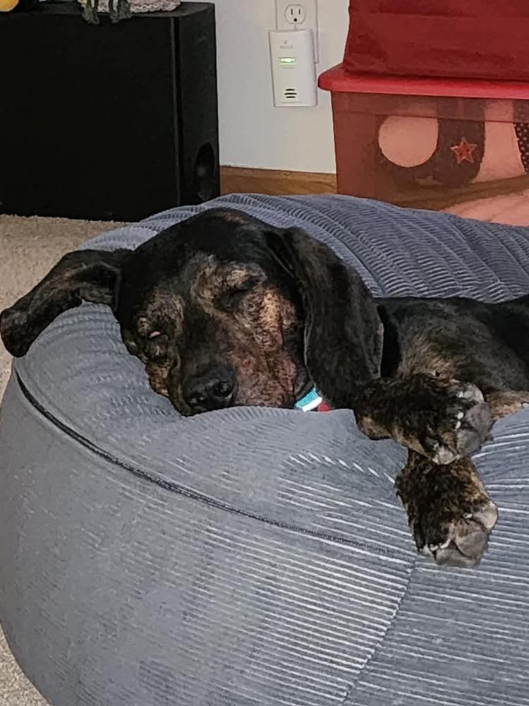 Turbo, Adoptable, Adult Female Hound.