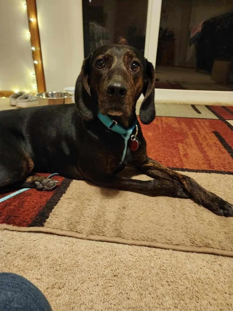 Turbo, a Adoptable Hound in Wausau, WI image 2/6