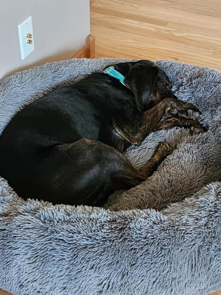 Turbo, a Adoptable Hound in Wausau, WI image 3/6