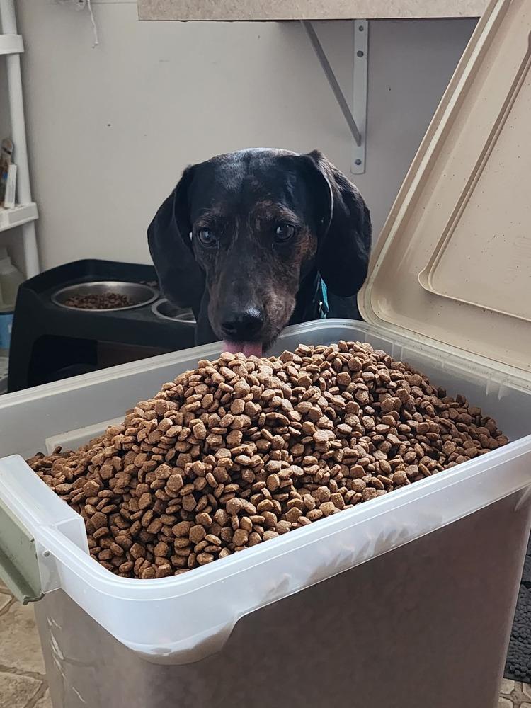Turbo, a Adoptable Hound in Wausau, WI image 4/6